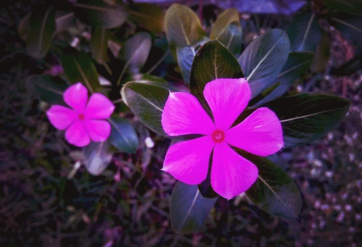 Flowers