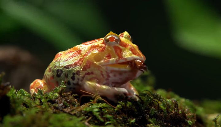 frog