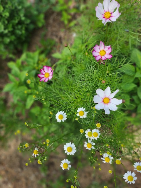 vegetation, groundcover वॉलपेपर