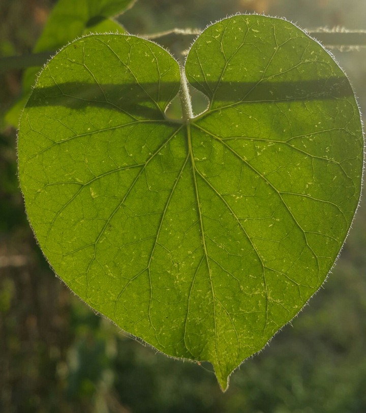 leaf