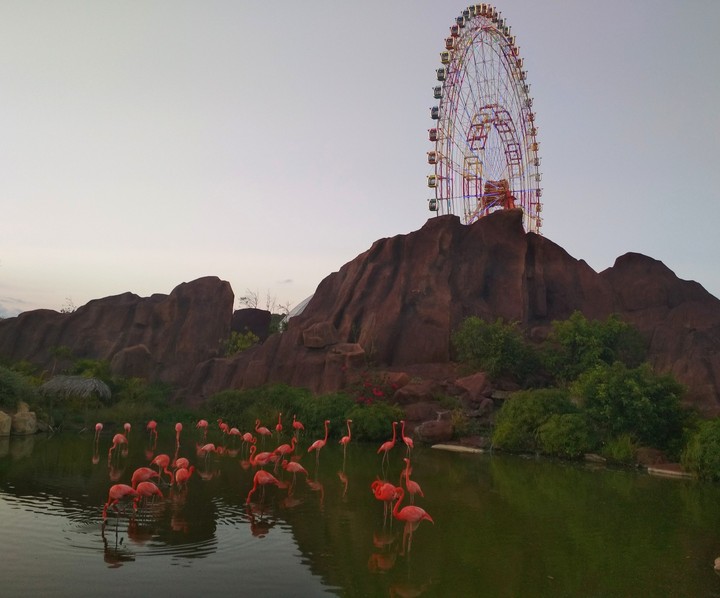Pink flamingo