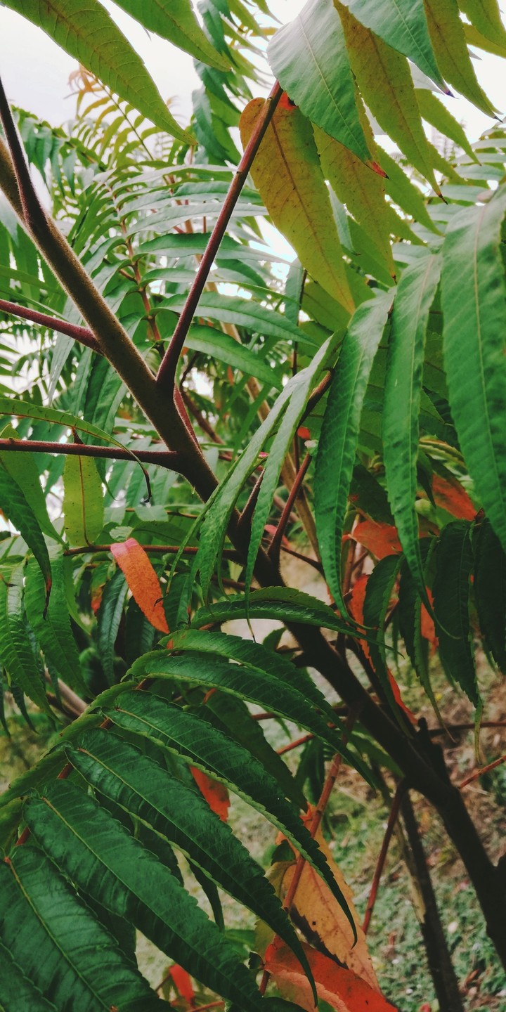 Leaf