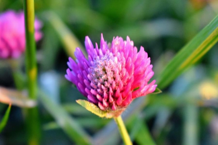 Flor