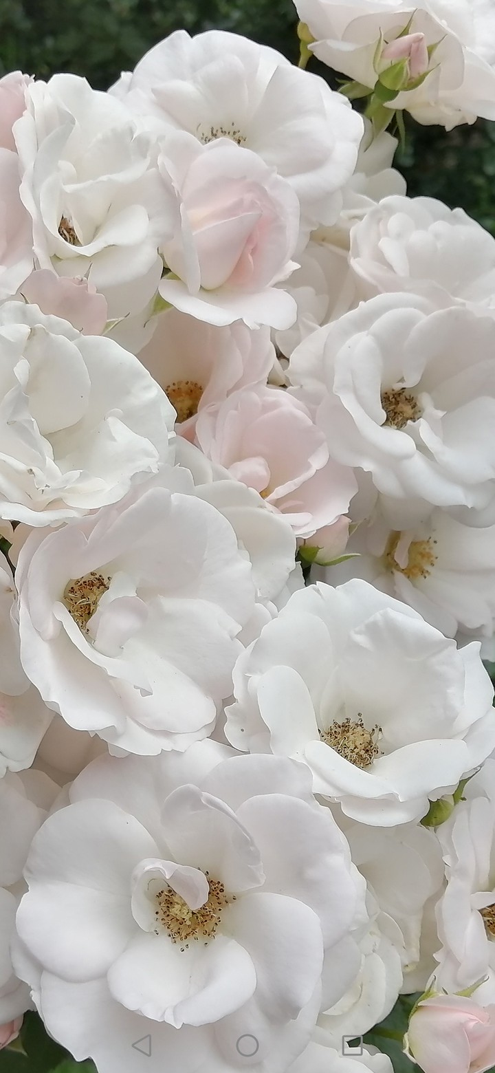 Blume