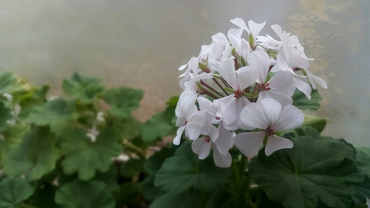 flower-no filter-photo by me