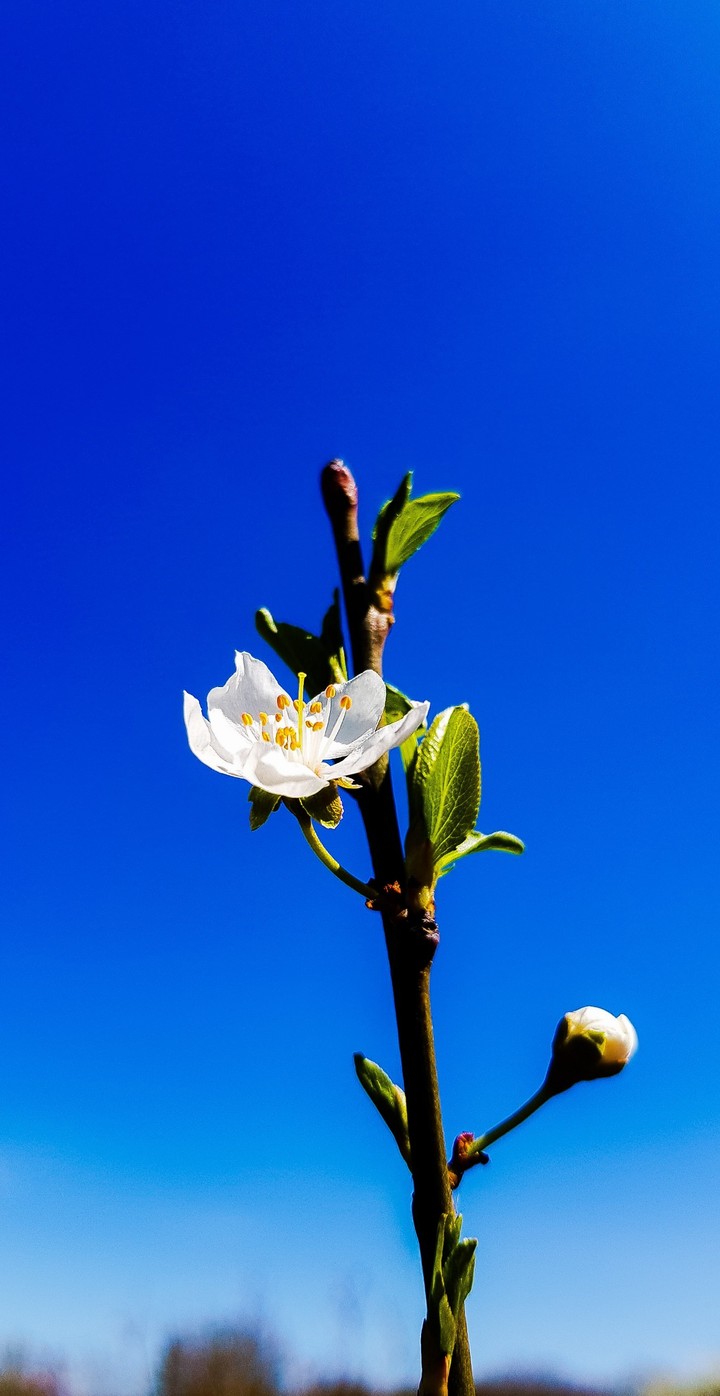 our spring