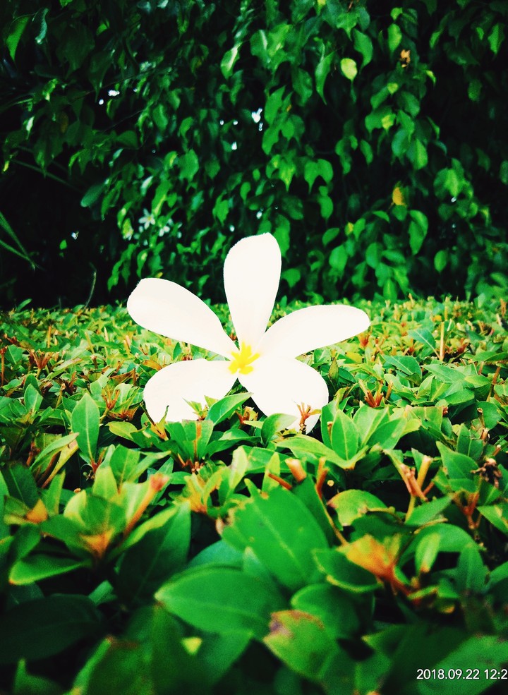 white flower
