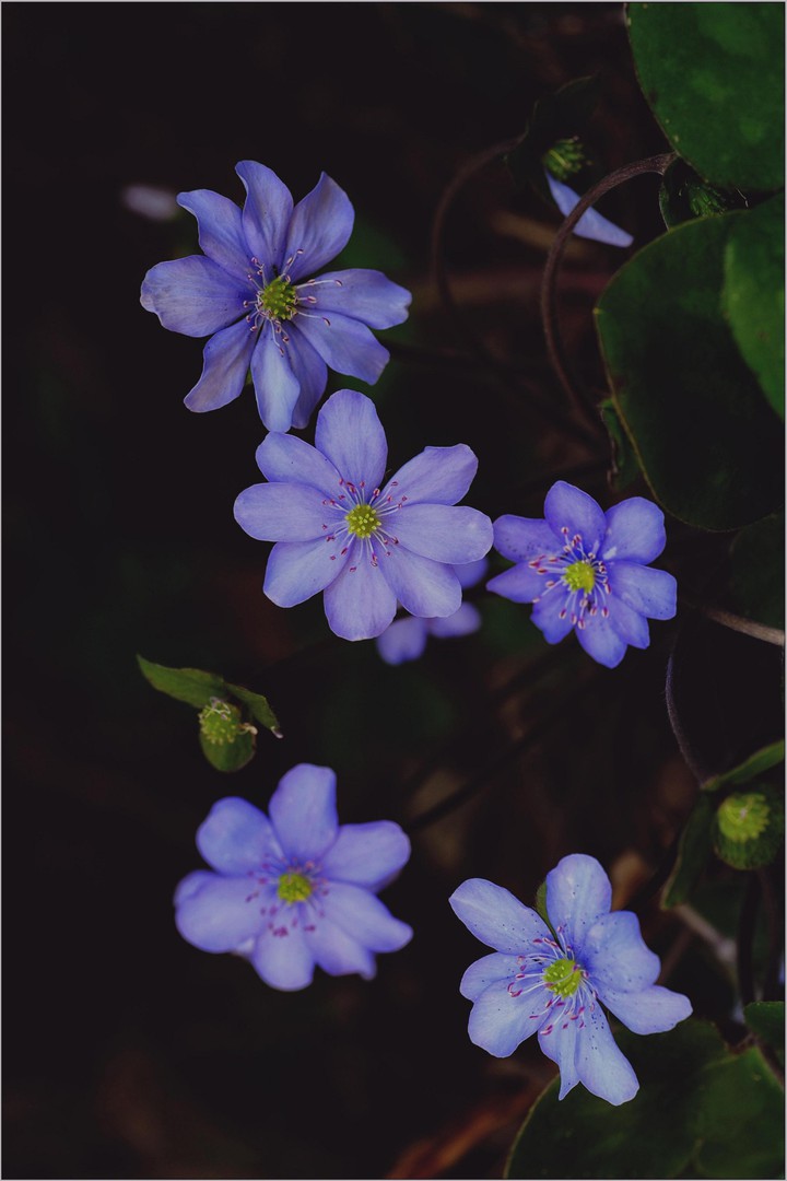 purple