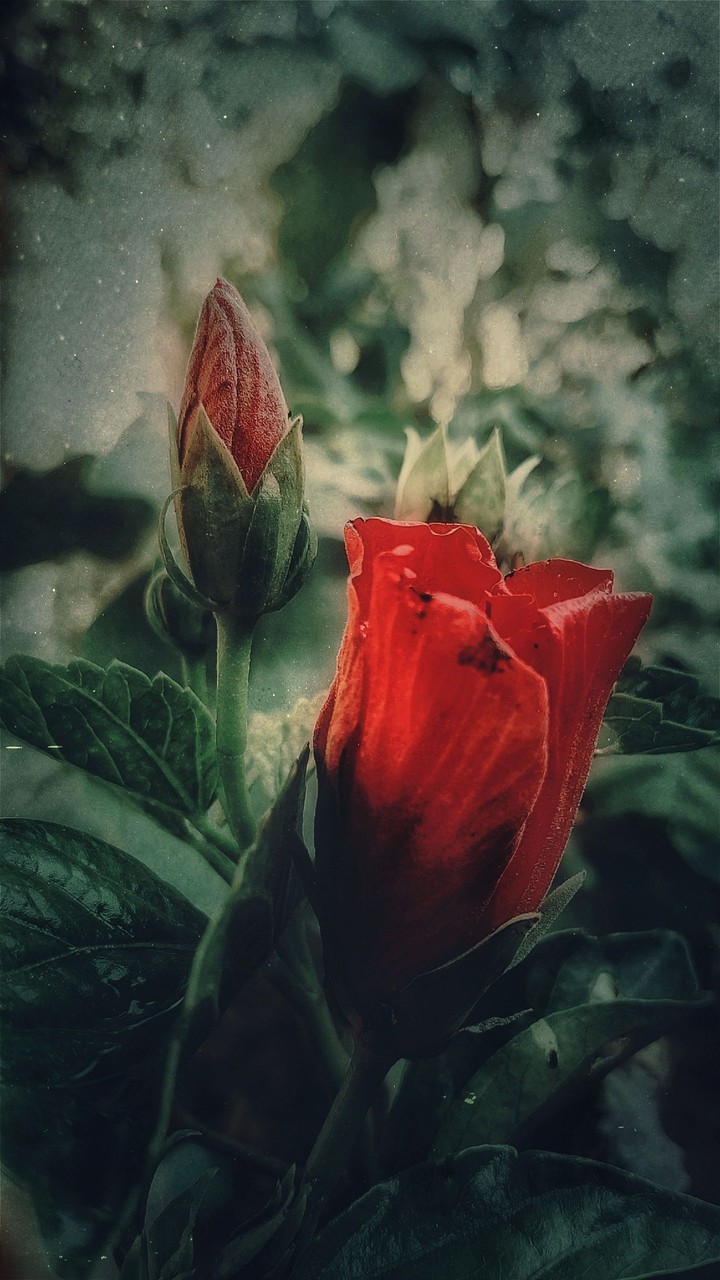 red beauty