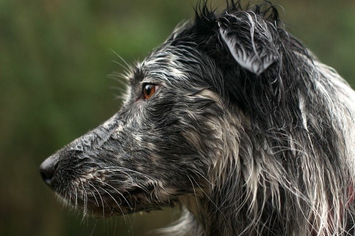 If It's Not A Broder Collie iIt's Just A Dog