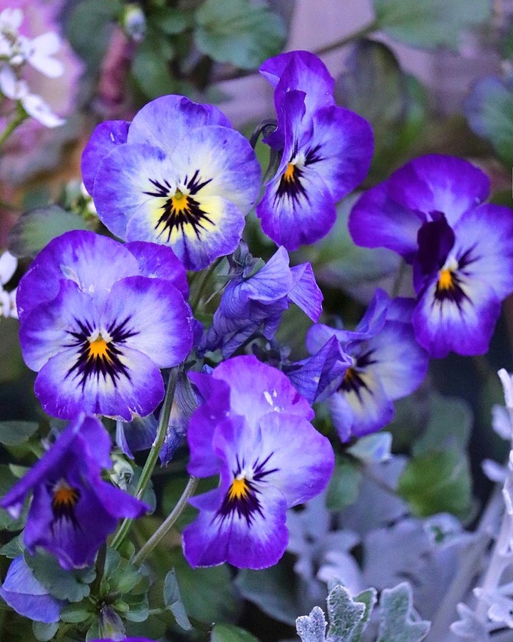 violets