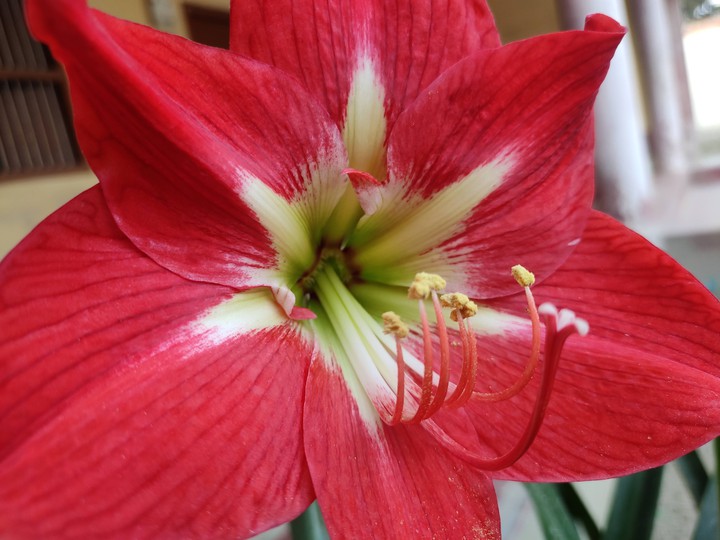 Beautiful Flower