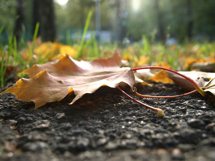 Maple leaf