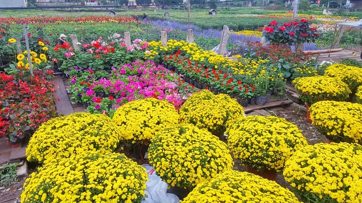 flower spring