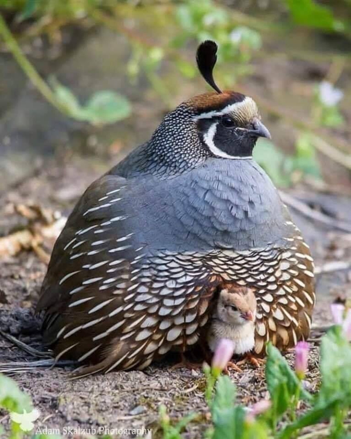 мама