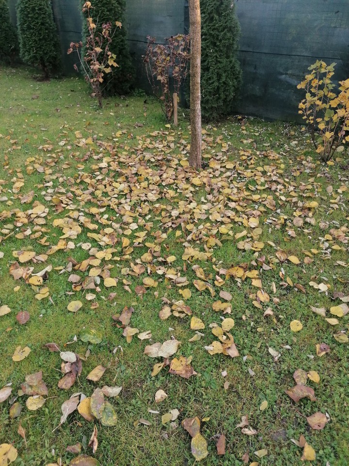 autum