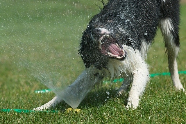 Because There Is No Better Dog