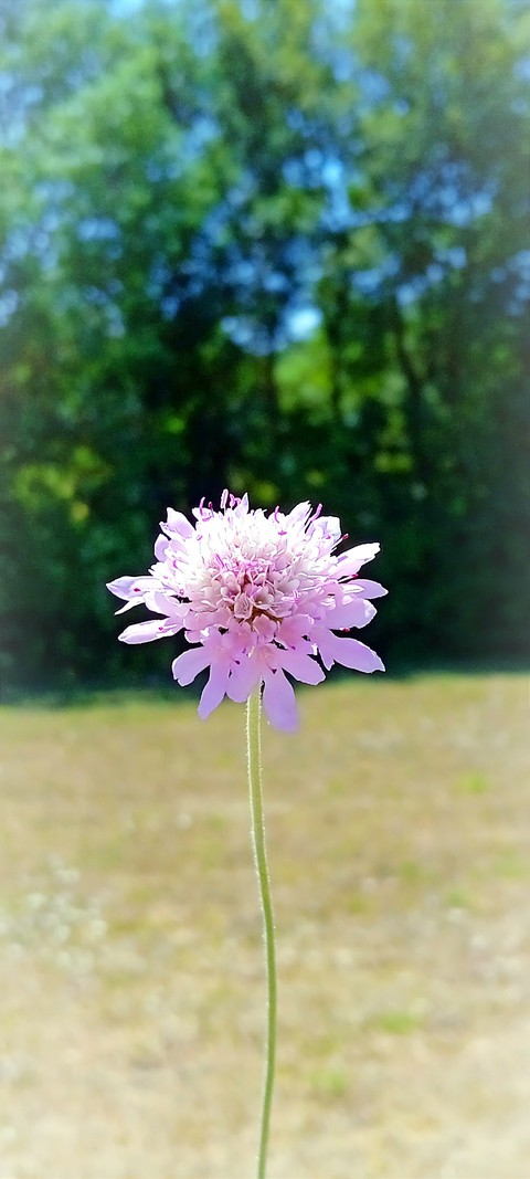 тапети meadow, petal