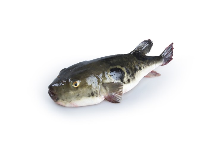 Fish