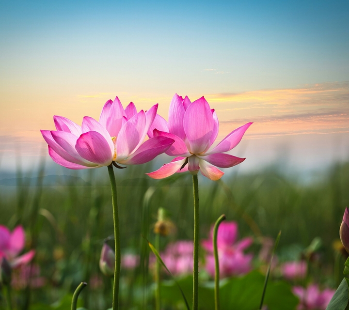 flowers