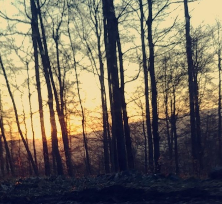 trees