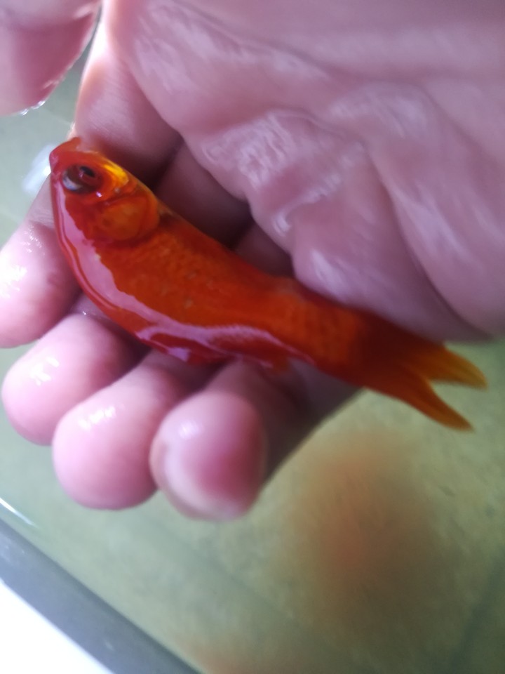 il mio pesce rosso