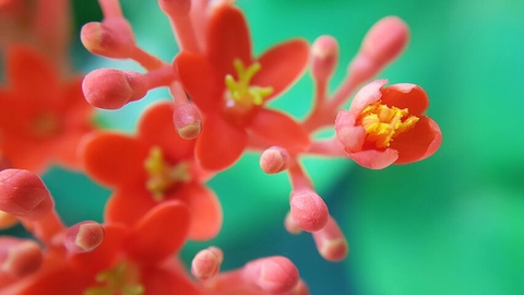 blossom, Bud wallpapers