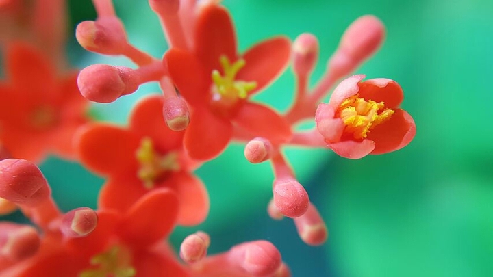 *