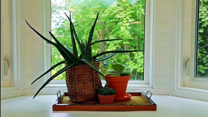 plants