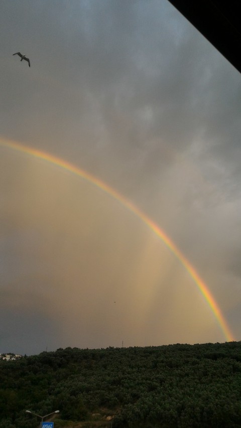 Seagull and Rainbow