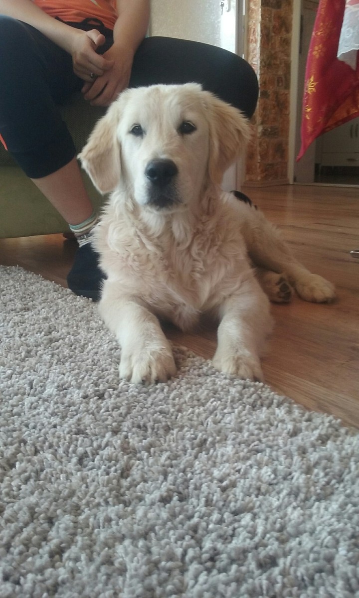 my dog