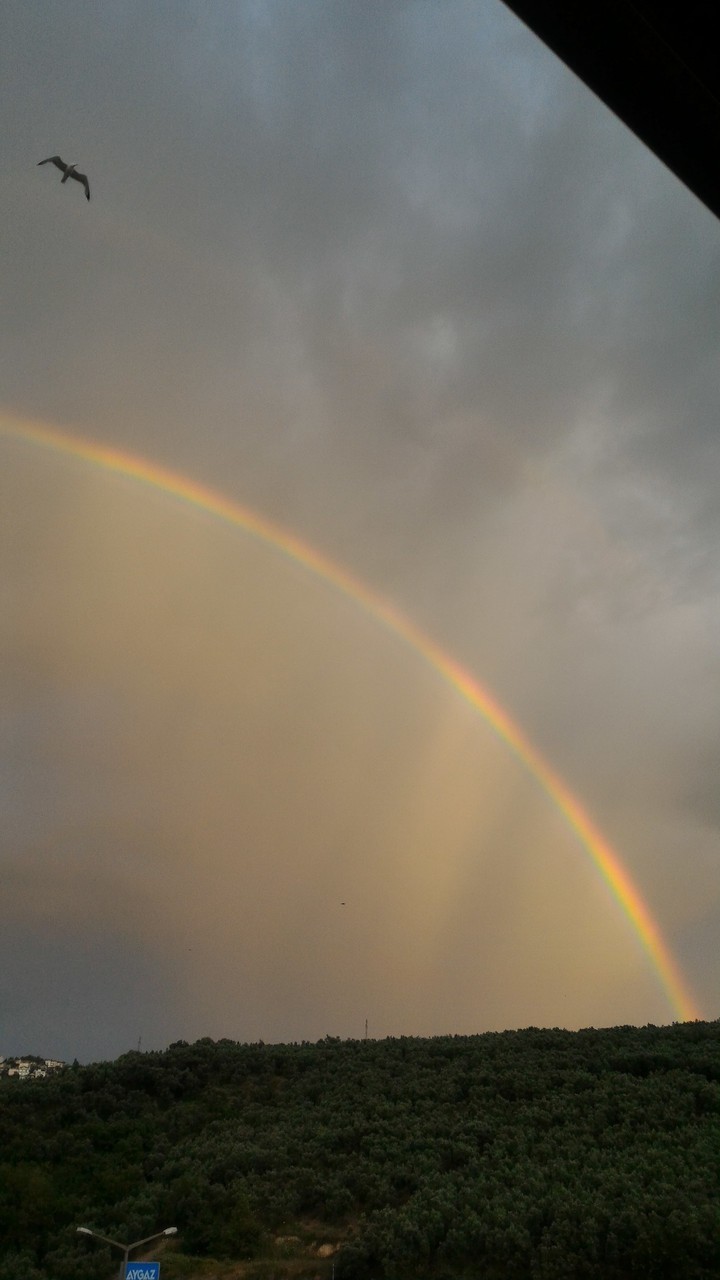 Seagull and Rainbow