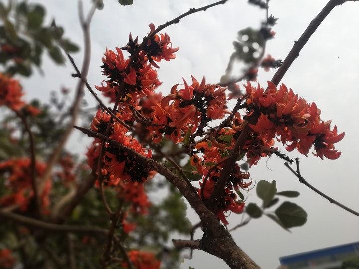 শিমুল