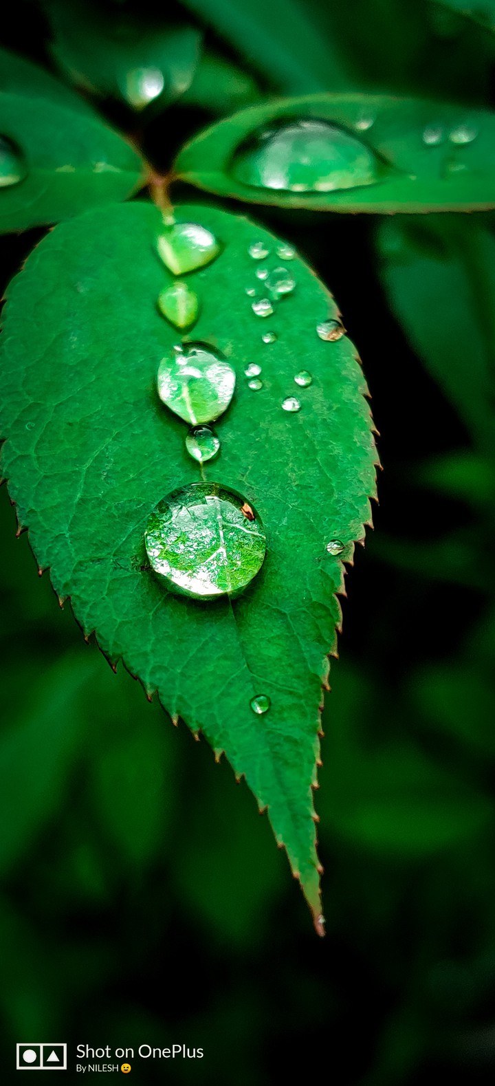 Leaf featuring Water drops ?