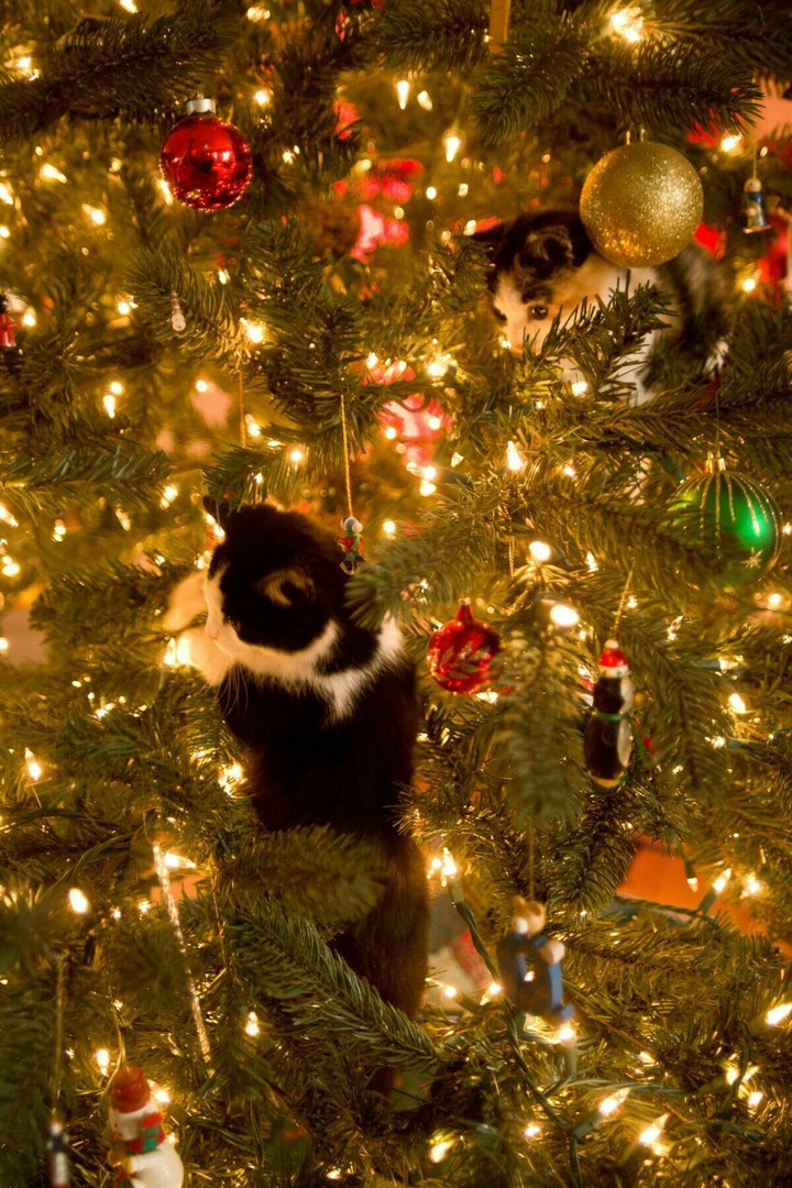 kittens