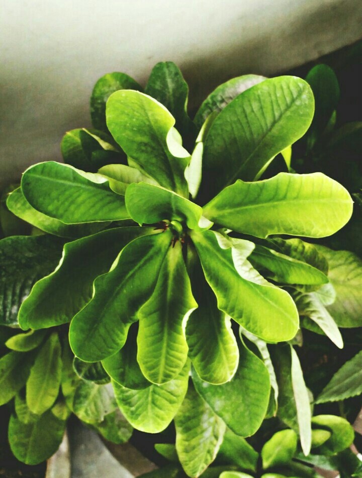 PLANT