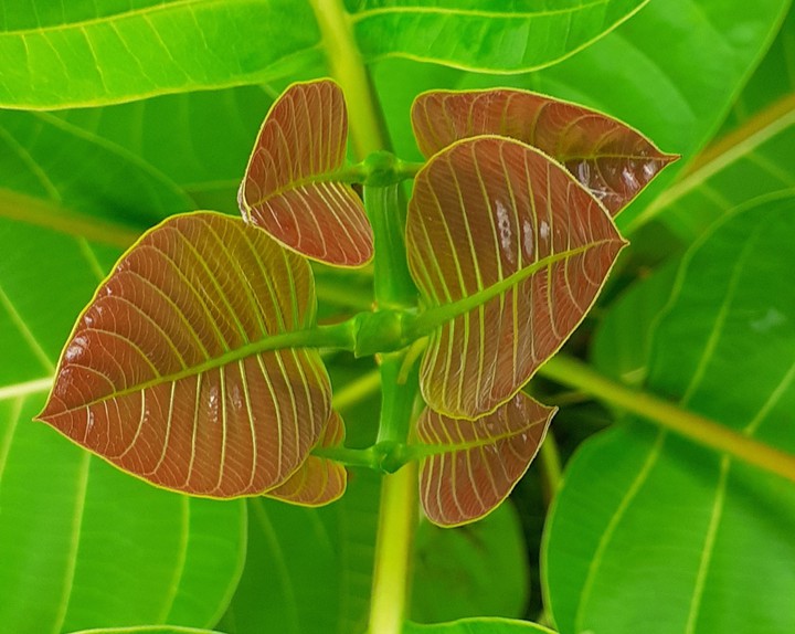 কদম গাছের চূড়া