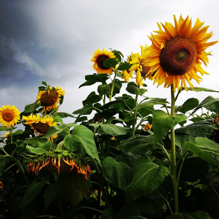 sunflower