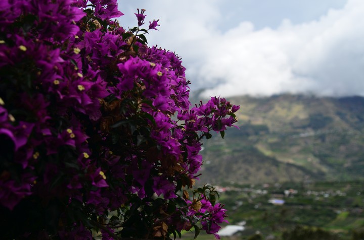 flowers