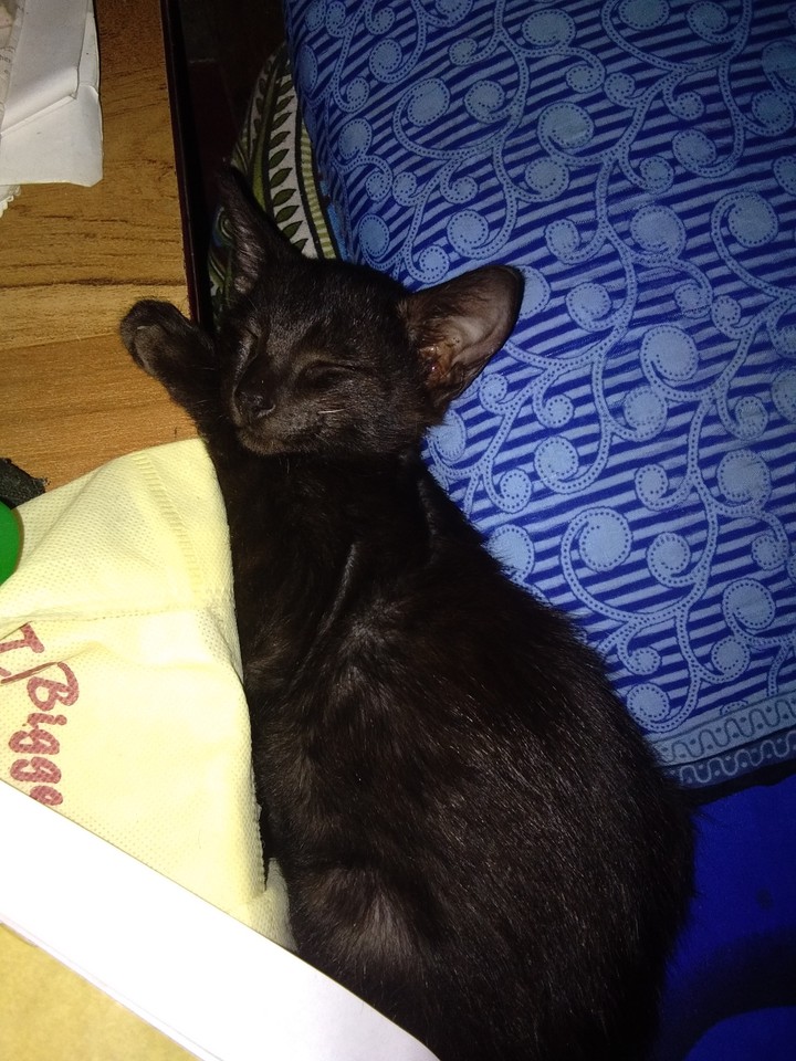 dreaming boy bp
