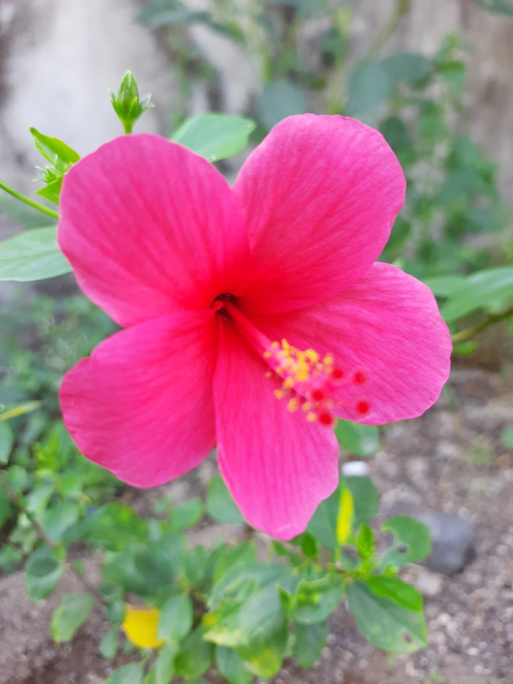 love pink