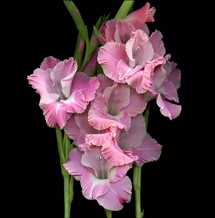 gladiolus