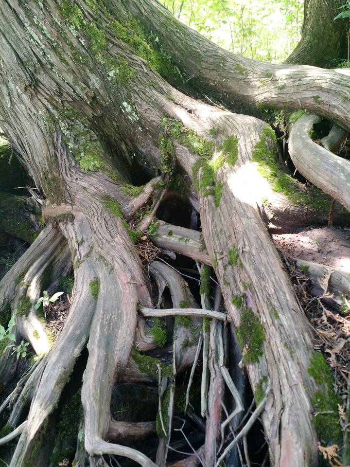 roots