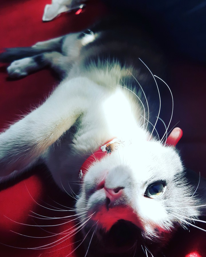 Lily ♡