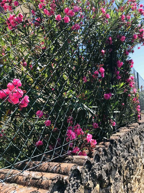 Fleurs rose dans la rue