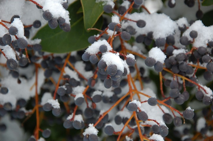 Beautiful snowy tree branches