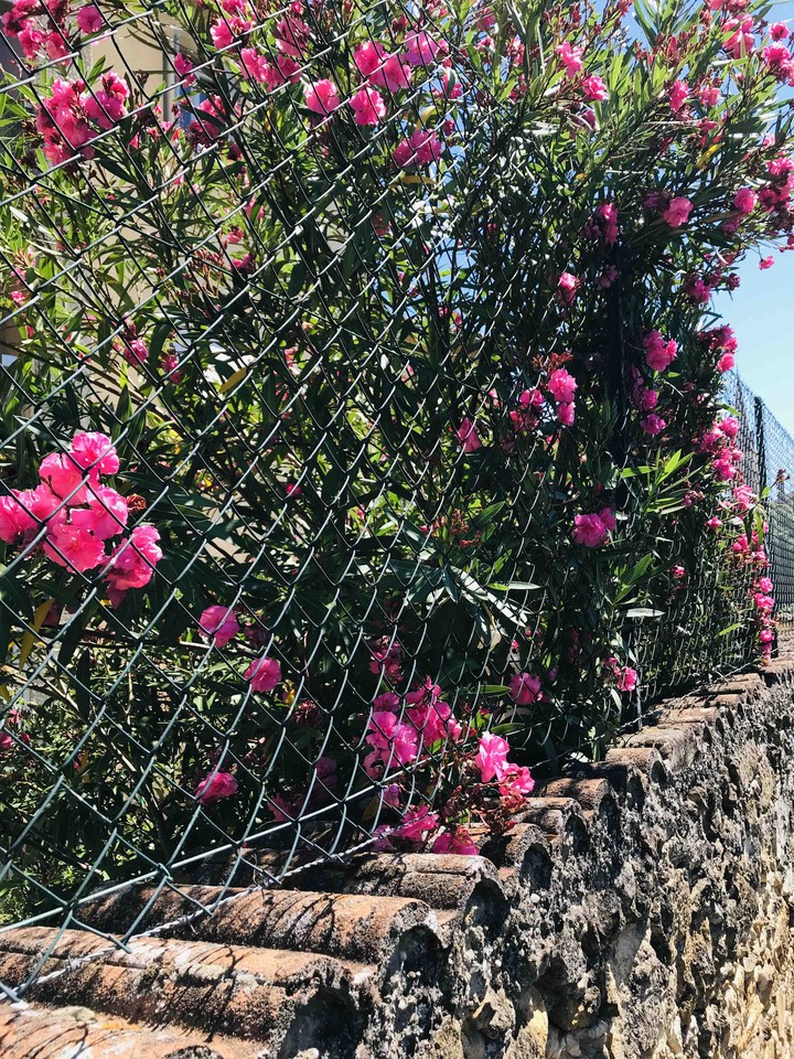 Fleurs rose dans la rue