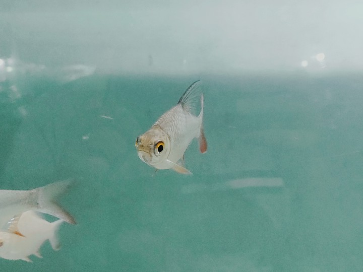 fish