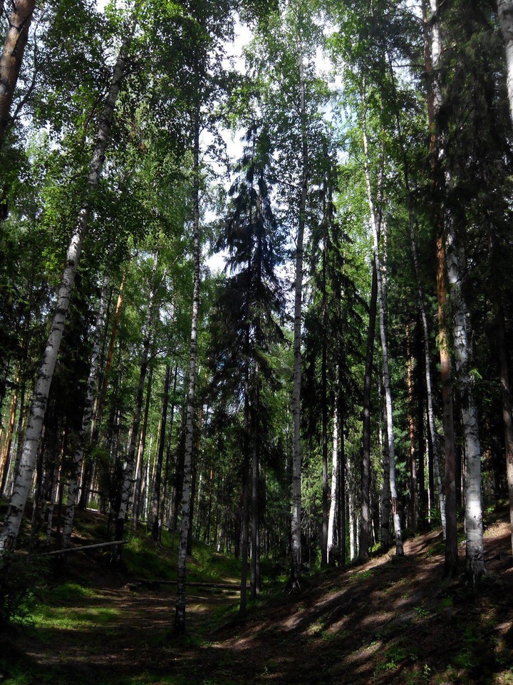 Forest