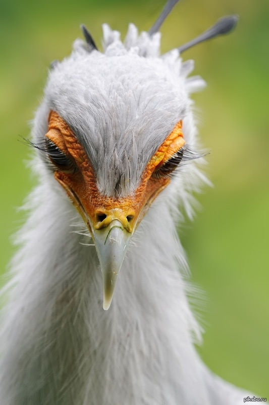 Truth is a very beautiful bird!